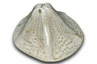 Polished Miocene Fossil Echinoid (Clypeaster) - Morocco #288918