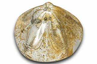 Polished Fossil Sea Biscuit (Clypeaster) - Morocco #288927