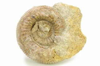 Jurassic Ammonite (Stephanoceras) Fossil - France #289072