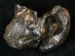Fossil Manatee Ear Bone - Florida #16171