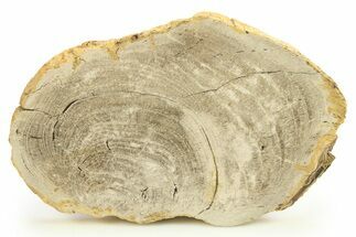 Polished Petrified Wood Slab - Sweet Home, Oregon #289033