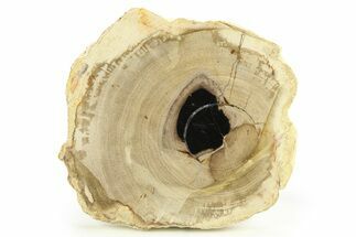 Petrified Wood (Tropical Hardwood) Slab - Indonesia #289037