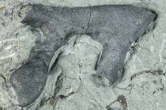 Ordovician Bryozoan Fossil - Indiana #289054