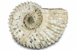 Bumpy Ammonite (Douvilleiceras) Fossil - Madagascar #289094