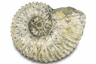 Bumpy Ammonite (Douvilleiceras) Fossil - Madagascar #289095