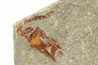 Ordovician Carpoid Fossil - Ktaoua Formation, Morocco #289217