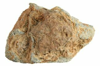 Lunar Meteorite ( g) - Bechar #288456