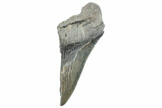 Partial Fossil Megalodon Tooth - Serrated Edge #289283