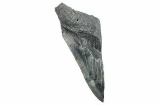 Partial Fossil Megalodon Tooth - Serrated Edge #289289