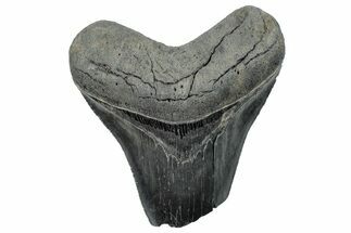 Partial Fossil Megalodon Tooth - Serrated Blade #289314