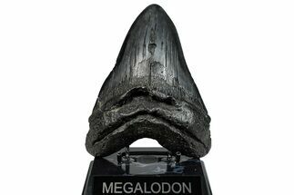 Huge, Fossil Megalodon Tooth - South Carolina #289372