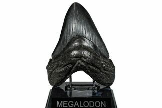 Huge, Fossil Megalodon Tooth - South Carolina #289373