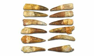 Clearance Lot: to Bargain Spinosaurus Teeth - Pieces #289410