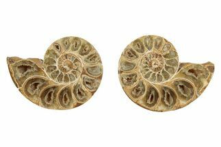 Jurassic Cut & Polished Ammonite Fossil - Madagascar #289295