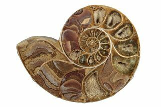 Jurassic Cut & Polished Ammonite Fossil (Half) - Madagascar #289323