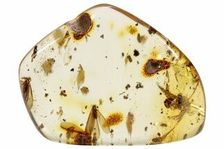 Polished Colombian Copal ( g) - Contains Insects! #286946