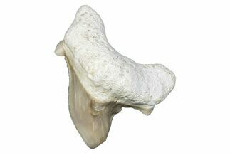 Pathological Otodus Shark Tooth - Morocco #289580