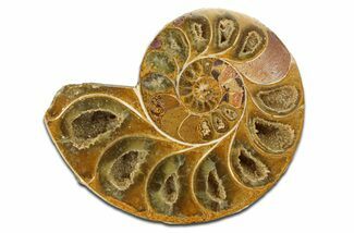 Jurassic Cut & Polished Ammonite Fossil (Half) - Madagascar #289257