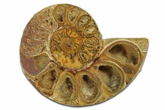 Jurassic Cut & Polished Ammonite Fossil (Half) - Madagascar #289343