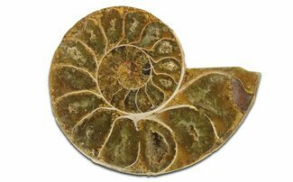 Jurassic Cut & Polished Ammonite Fossil (Half) - Madagascar #289347