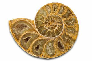 Jurassic Cut & Polished Ammonite Fossil (Half) - Madagascar #289354