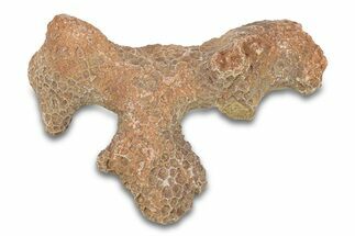 Fossil Tabulate Coral - Western Sahara, Morocco #289594