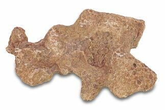 Fossil Tabulate Coral - Western Sahara, Morocco #289596