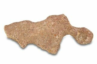 Fossil Tabulate Coral - Western Sahara, Morocco #289597