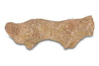 Fossil Tabulate Coral - Western Sahara, Morocco #289602