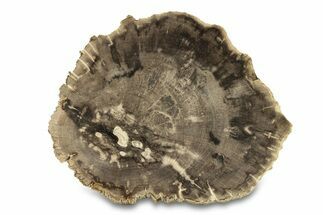 Polished Petrified Wood (Dicot) Round - Texas #289417