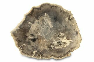 Polished Petrified Wood (Dicot) Round - Texas #289420