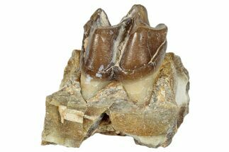 Fossil Horse (Mesohippus) Jaw Section - South Dakota #289517