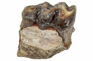 Fossil Horse (Mesohippus) Jaw Section - South Dakota #289521
