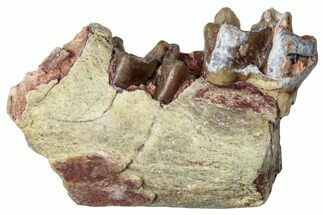 Fossil Horse (Mesohippus) Jaw Section - South Dakota #289549