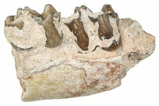 Fossil Horse (Mesohippus) Jaw Section - South Dakota #289557