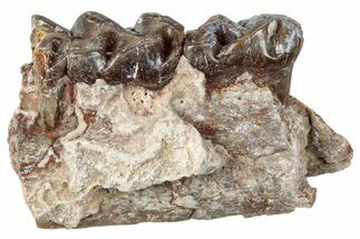 Fossil Horse (Mesohippus) Jaw Section - South Dakota #289569
