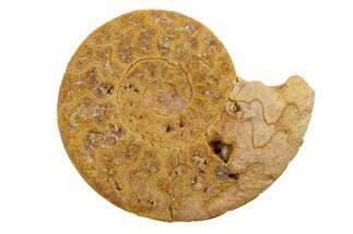 Jurassic Ammonite (Hildoceras?) Fossil - Morocco #289681