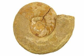 Jurassic Ammonite (Hildoceras?) Fossil - Morocco #289695