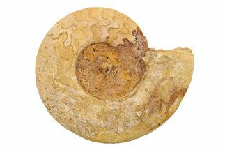 Jurassic Ammonite (Hildoceras?) Fossil - Morocco #289705