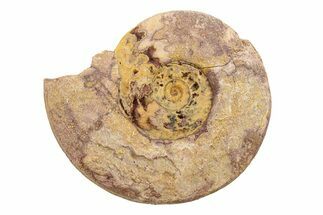 Jurassic Ammonite (Hildoceras?) Fossil - Morocco #289707