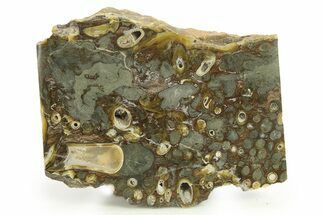 Polished Fossil Teredo (Shipworm Bored) Wood - England #289794