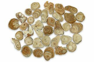 Clearance: Polished Aragonite Stalactite Slices & Sections - Pieces #288585