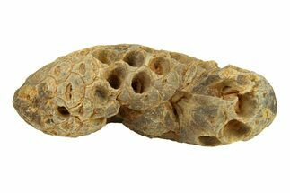 Fossil Cycadophyte Seed Cone - Boujdour, Morocco #288733