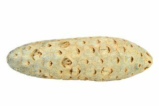 Fossil Seed Cone (Or Aggregate Fruit) - Morocco #288757