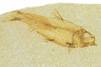 Fossil Fish (Knightia) - Wyoming #289898