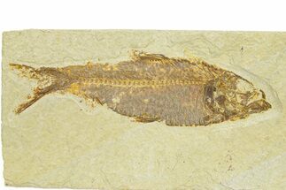 Detailed Fossil Fish (Knightia) - Wyoming #289907