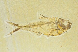 Bargain, Fossil Fish (Diplomystus) - Wyoming #289912