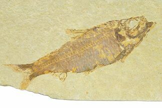 Detailed Fossil Fish (Knightia) - Wyoming #289921