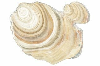 Polished Aragonite Stalactite Slice - Morocco #288645