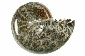 Polished Ammonite (Phylloceras) Fossil - Madagascar #288052
